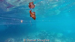 Spanish Dancer @ Bohey Dulang Island, Malaysia by Daniel Douglas 